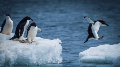 Inteligencia Artificial de Intel salvar&aacute; a los ping&uuml;inos ant&aacute;rticos